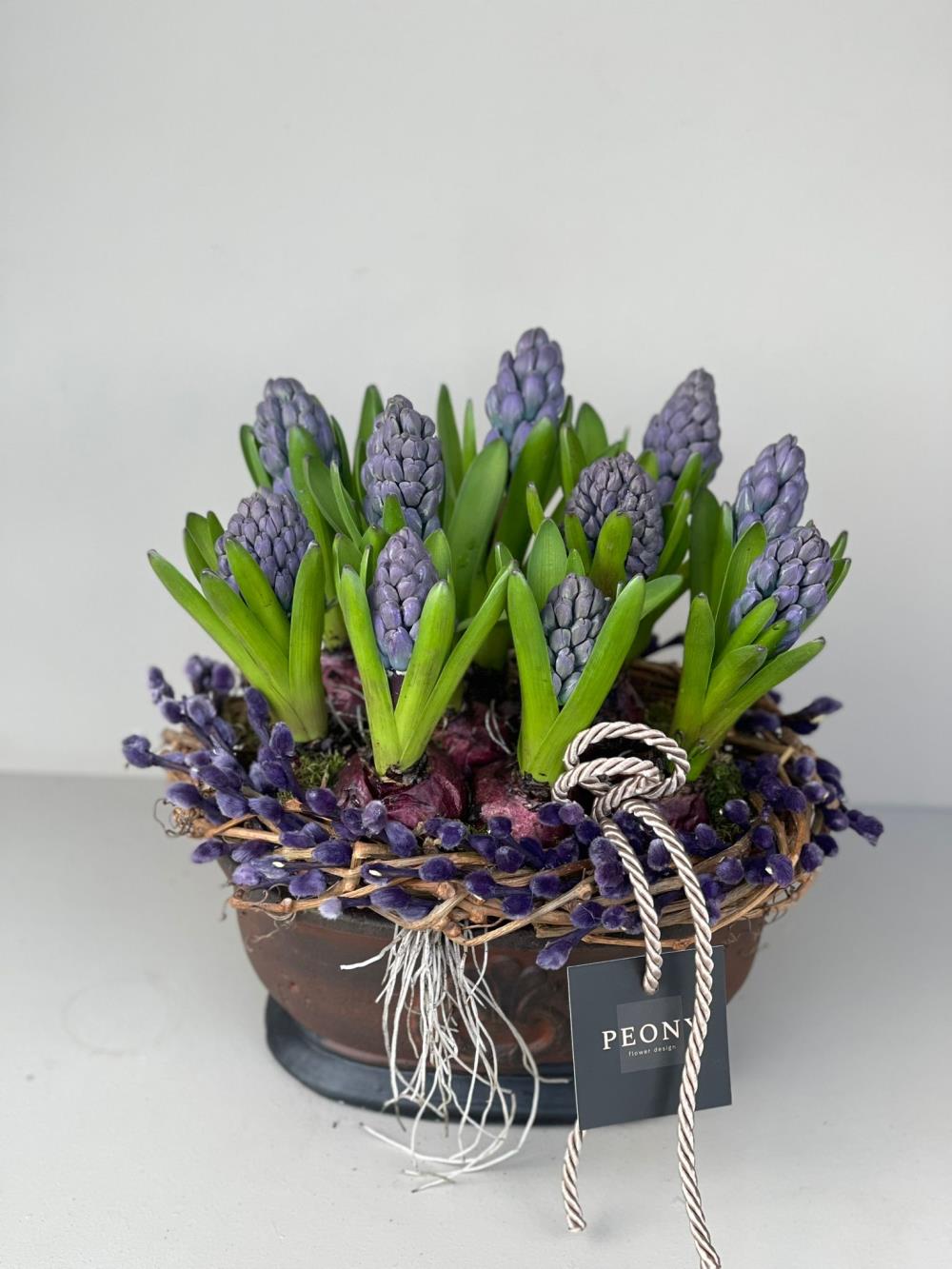 Mor Sümbül Soğanı (hyacinth)